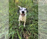 Small Photo #3 Dalmatian Puppy For Sale in MERRITT IS, FL, USA