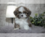 Small Shih Tzu