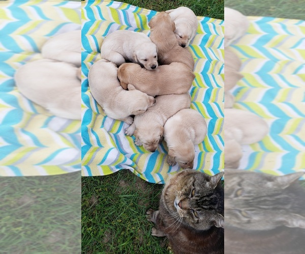 Medium Photo #10 Labrador Retriever Puppy For Sale in OLYMPIA, WA, USA