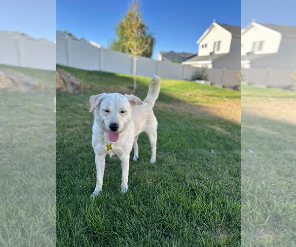 Medium Photo #4 Labrador Retriever-Retriever  Mix Puppy For Sale in Sandy, UT, USA