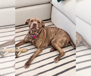 Miss Foxy - Female American Pit Bull Terrier-Unknown Mix Dog for Adoption - Photo #4