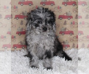 Cavapoo-Poodle (Standard) Mix Puppy for sale in FREDERICKSBURG, OH, USA