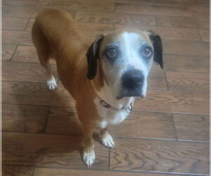 Bogle Dogs for adoption in Springdale, PA, USA