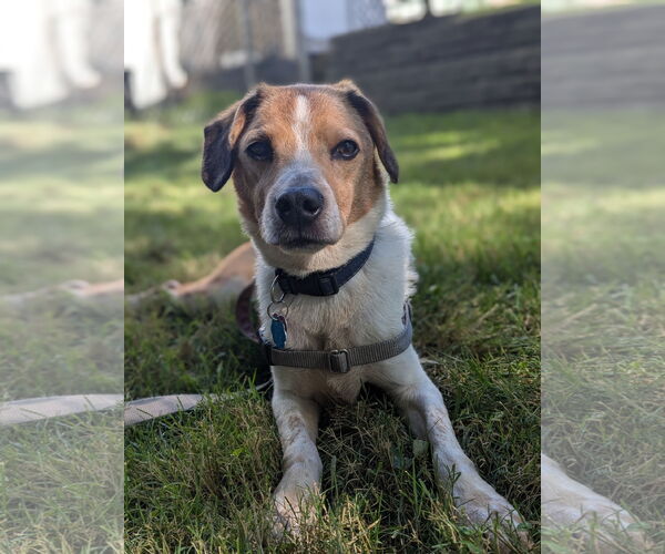Medium Photo #1 Beagle-Unknown Mix Puppy For Sale in Pittsburgh, PA, USA