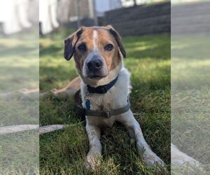 Medium Beagle Mix