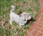Image preview for Ad Listing. Nickname: COCO