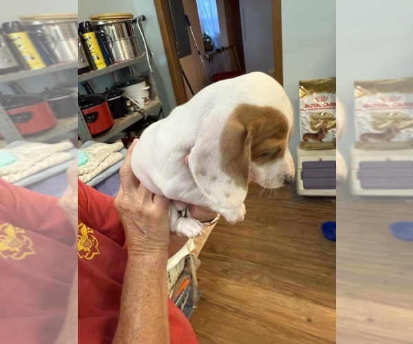 Medium Photo #3 Dachshund Puppy For Sale in ASHLAND, NE, USA