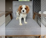 Image preview for Ad Listing. Nickname: Romy