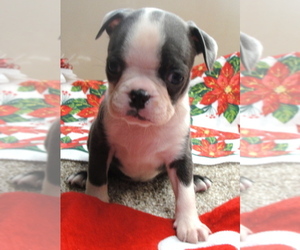 Boston Terrier Puppy for sale in CRKD RVR RNCH, OR, USA