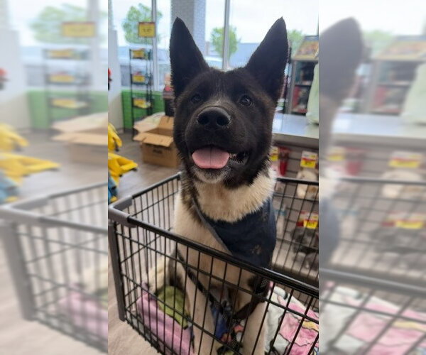 Medium Photo #3 Akita Puppy For Sale in Newfoundland, PA, USA