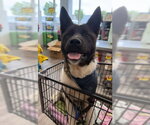 Small #2 Akita