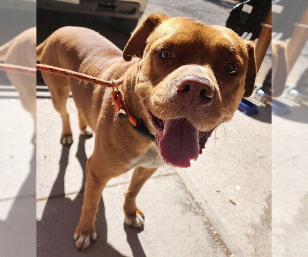 Medium Photo #15 American Staffordshire Terrier-Boxer Mix Puppy For Sale in Monte Vista, CO, USA