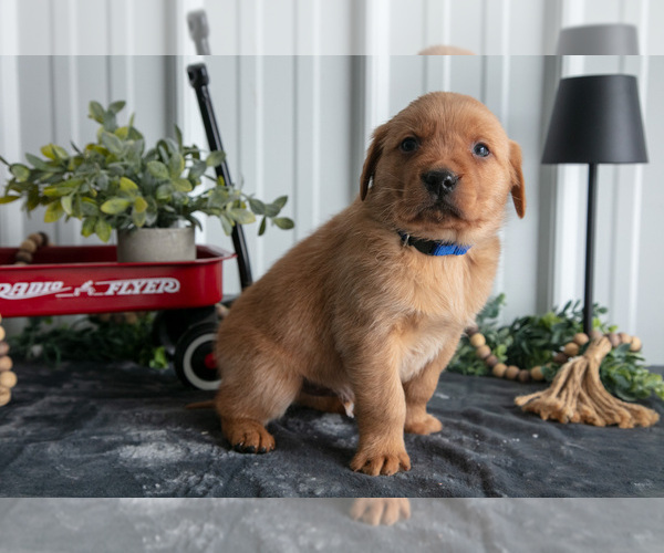 Medium Photo #3 Golden Labrador Puppy For Sale in BEACH CITY, OH, USA