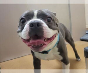 French Bulldog-Unknown Mix Dogs for adoption in Martinez, CA, USA