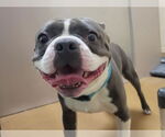 Small French Bulldog Mix