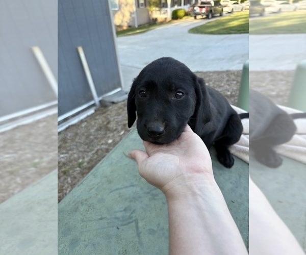 Medium Photo #7 Labrador Retriever Puppy For Sale in GRANITE FALLS, NC, USA