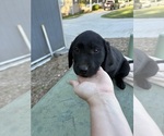 Small #6 Labrador Retriever