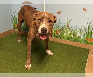 Mutt Dog for Adoption in Downey, California USA