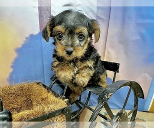 YorkiePoo Puppy for Sale in CASSVILLE, Missouri USA