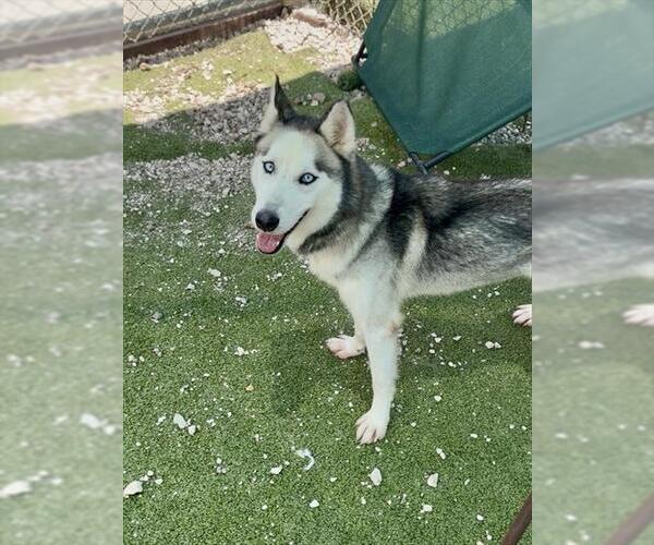 Medium Photo #2 Siberian Husky-Unknown Mix Puppy For Sale in Pasadena, TX, USA
