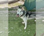 Small #1 Siberian Husky Mix