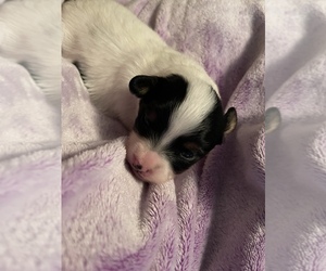 Papillon Puppy for sale in WIERGATE, TX, USA
