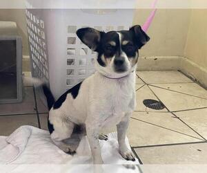 Mutt Dogs for adoption in Pasadena, CA, USA