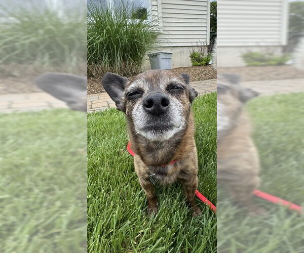 Medium Photo #7 Chiweenie Puppy For Sale in Rockaway, NJ, USA