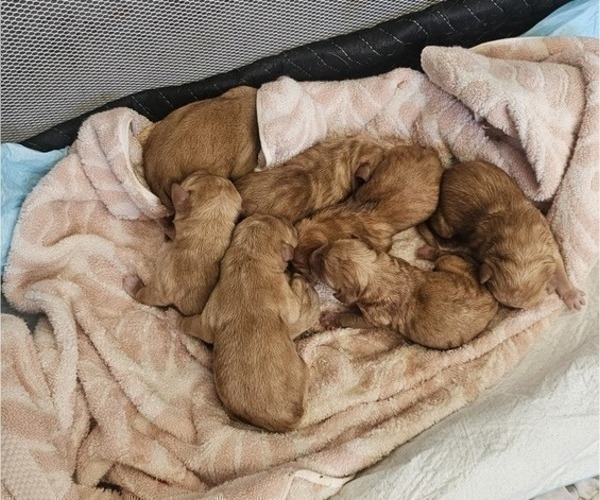 Medium Photo #7 Borador Puppy For Sale in SANTA MARIA, CA, USA