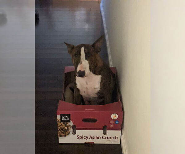 Medium Photo #1 Bull Terrier Puppy For Sale in Aurora, CO, USA