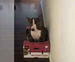 Small Bull Terrier