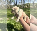 Small Photo #49 Golden Retriever Puppy For Sale in CONCORD, VA, USA