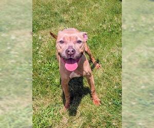 American Pit Bull Terrier Dogs for adoption in Akron, OH, USA