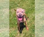 Small American Pit Bull Terrier