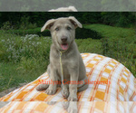 Small #1 German Shepherd Dog
