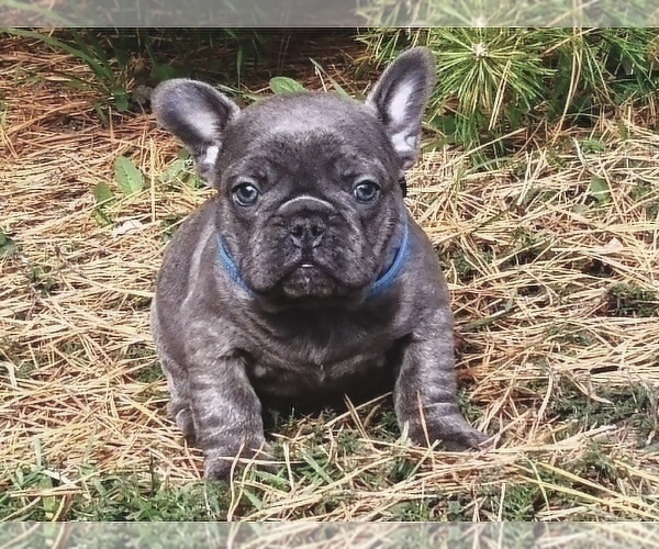 Medium Photo #5 French Bulldog Puppy For Sale in KENNESAW, GA, USA