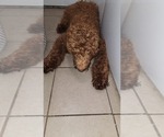 Small Photo #11 Goldendoodle Puppy For Sale in ADELANTO, CA, USA