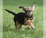 Small #7 Mutt