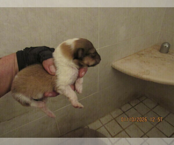 Medium Photo #8 Collie Puppy For Sale in HIGH POINT, NC, USA