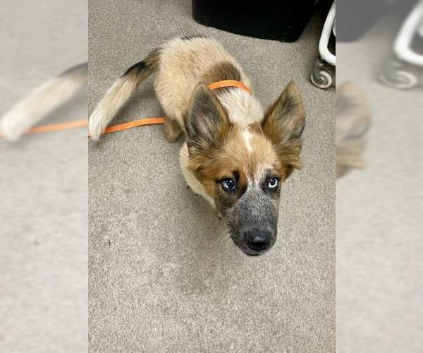 Medium Photo #1 German Shepherd Dog-Unknown Mix Puppy For Sale in HESPERIA, CA, USA