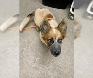 German Shepherd Dog-Unknown Mix Dogs for adoption in HESPERIA, CA, USA