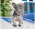 Small Photo #12 French Bulldog Puppy For Sale in MARYSVILLE, WA, USA