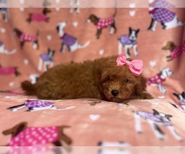 Medium Photo #4 Cavapoo Puppy For Sale in LAKELAND, FL, USA