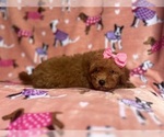 Small #3 Cavapoo