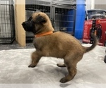 Small Photo #49 Belgian Malinois Puppy For Sale in REESEVILLE, WI, USA