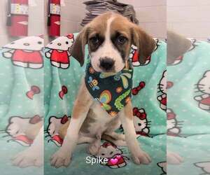 Labrador Retriever-Unknown Mix Dogs for adoption in SHERBURNE, NY, USA
