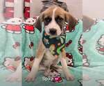 Spike (NY-Danielle) - Male Labrador Retriever-Unknown Mix Dog for Adoption - Small photo