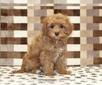 Small #3 Cavapoo (Miniature)