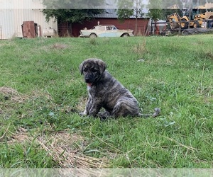 Anatolian Shepherd Puppy for Sale in MARION, South Dakota USA