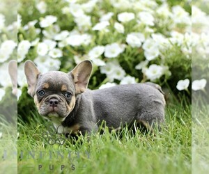 French Bulldog Puppy for sale in RONKS, PA, USA